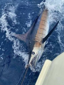 Bite Me Sportfishing Charters photo
