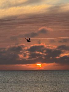 Rodanthe Watersports &amp; Campground photo