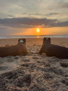 Two dogs at sunrise on the beach in front of Camp Hatteras RV Park & Resort