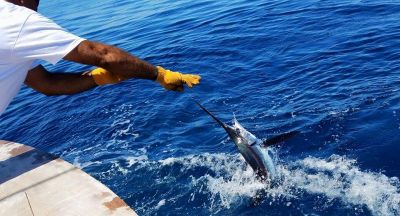 Calypso Sportfishing Charters photo