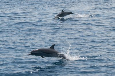 Kitty Hawk Surf Co. photo