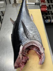 Diamond Shoals Restaurant &amp; Sushi Bar photo