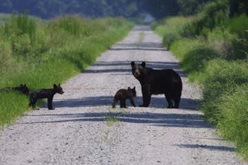 Alligator River National Wildlife Refuge
