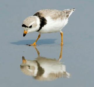 Piping Plover on the beach