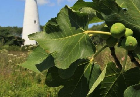 Annual Ocracoke Fig Festival