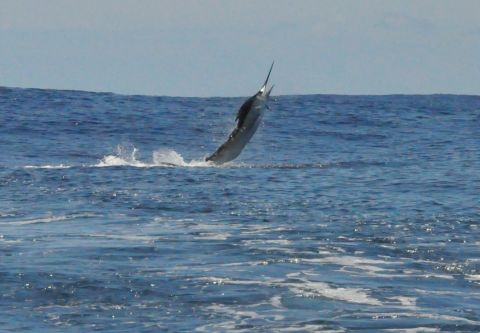 Oregon Inlet Fishing Center, Make-Up Charter Information