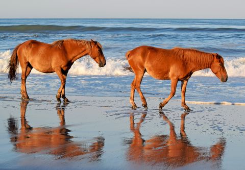 Kitty Hawk Kites, Corolla Wild Horse Tours