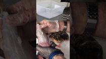 Cleaning Southern Puffer